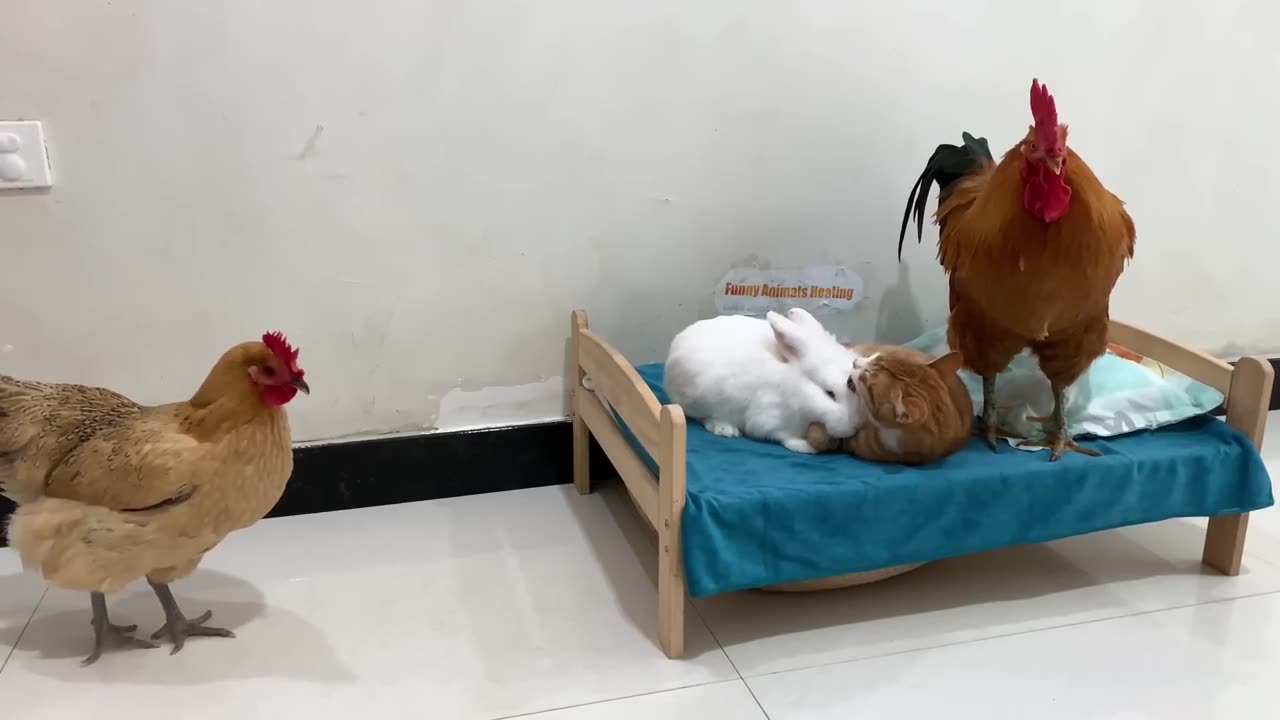 How funny! The rabbit forced the cat to hold him tightly while he slept!