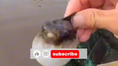 puffer fish