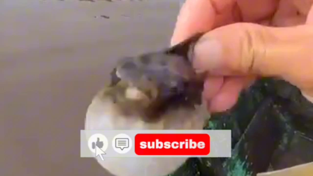 puffer fish