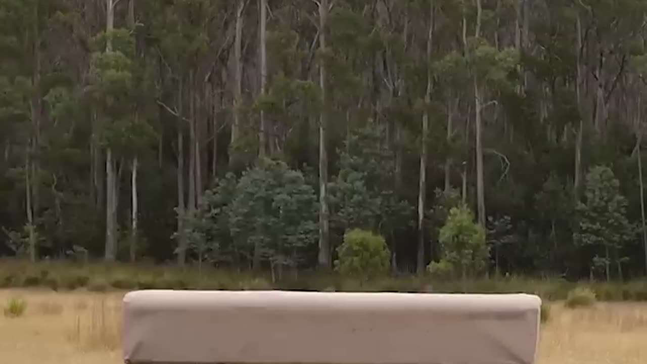 If animals did parkour