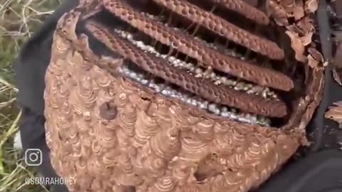 🤯🌿 Unveiling the Mind-Blowing Architecture of a Hornet's Nest! | FeedMyCuriosity
