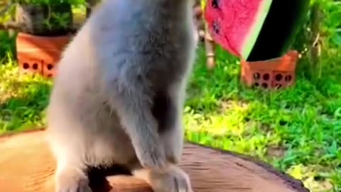 Cute bunny eating watermelon 🐇🐇🍉🍉