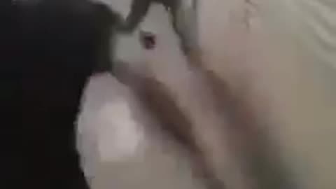 2 skinny guys fighting