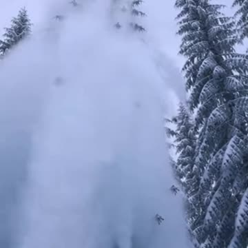 The Mother Bear’s Revenge