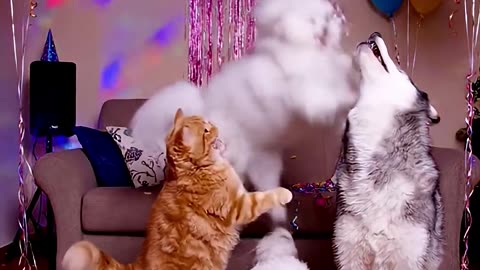 Orange cat invited the squad to a Friday party