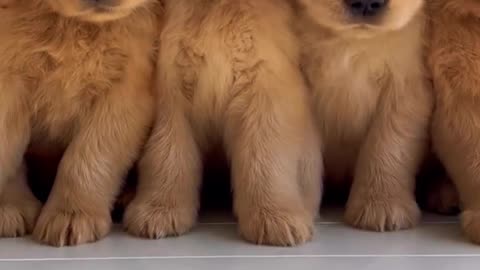 top 5 most common dog breeds in the usa