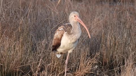Immature White Ibis😴getting ready for Bedtime, Pea Island NWR