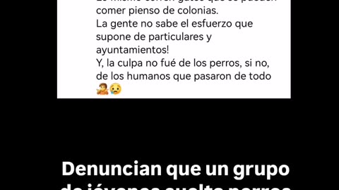 Un grupo de jóvenes sueltan perros para espantar gatos de las colonias