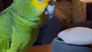 Alexis no match for a smart Parrot 🦜