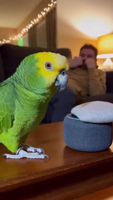 Alexis no match for a smart Parrot 🦜