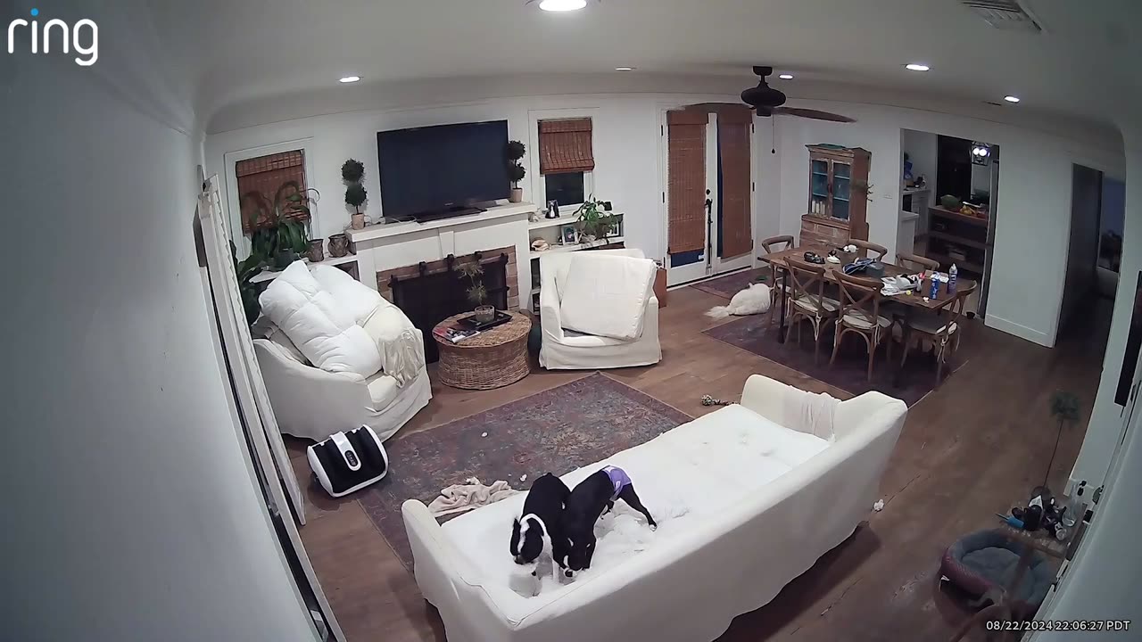 Boston Terriers Tear Up the Couch