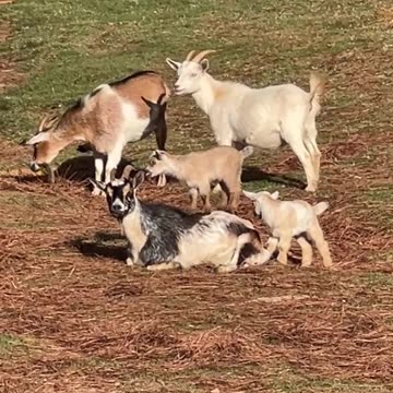 Kids will climb on anything!!