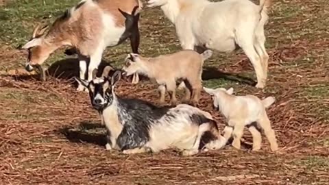 Kids will climb on anything!!