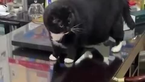 Viral vidéos Cats 😂😂❤️❤️