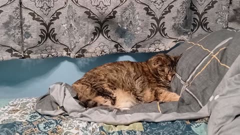 When Sleep Is Just Pure Velvet: Cat Face-Plant Nap 💤😽