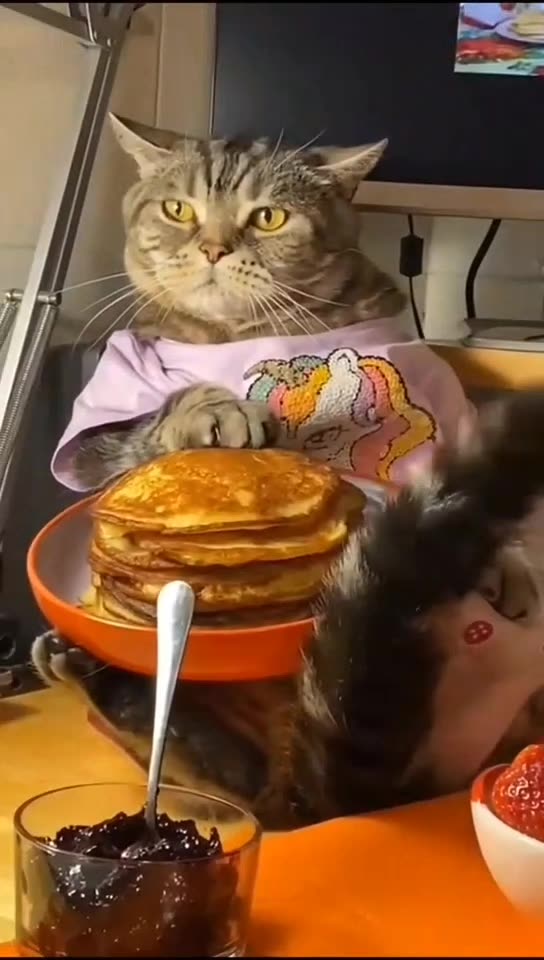 Cute Cats♥️♥️