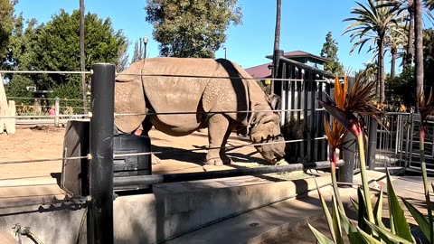 Rhino Red Rocket at the San Diego Zoo