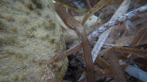 The Broadnosed Pipefish Is a Master Camouflage