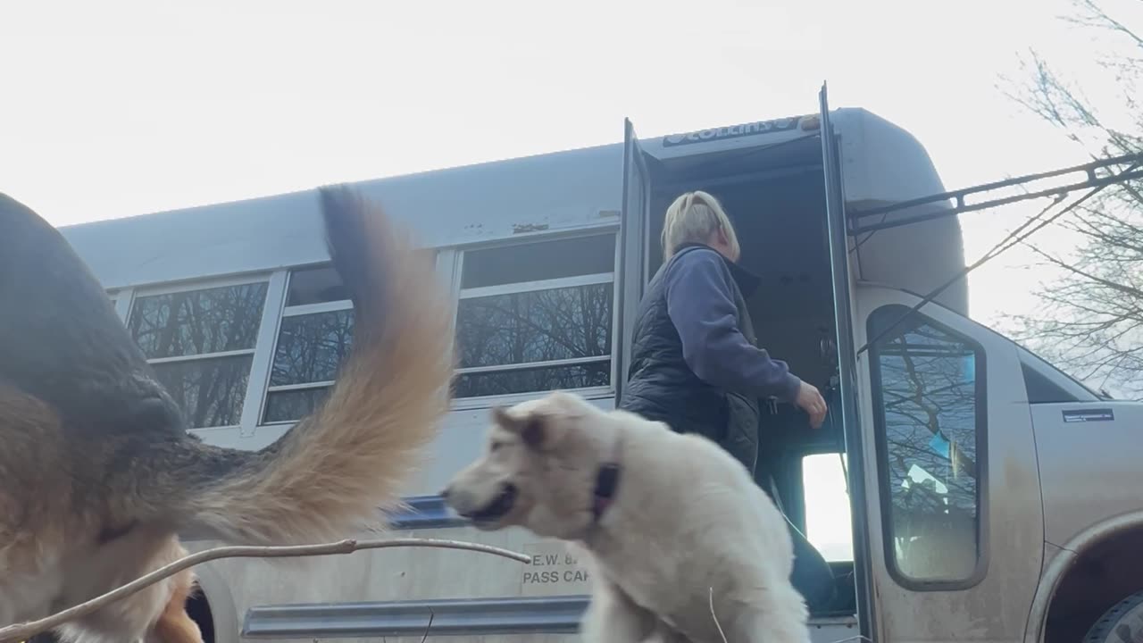 Graceful Bark Bus Exits Are Overrated
