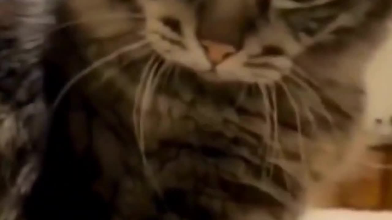 Funny cats and animals videos and