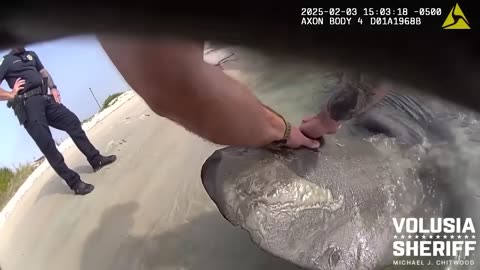 WATCH Florida deputy rescues massive sunfish stuck on shoreline