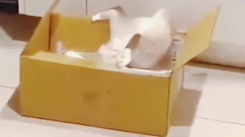 Most beautiful cats funny reactions
