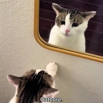 When your Cat Meets himsellf in the mirror for The First Time