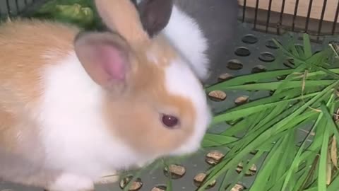 Cute Bunny Reactions That Will Brighten Your Day"