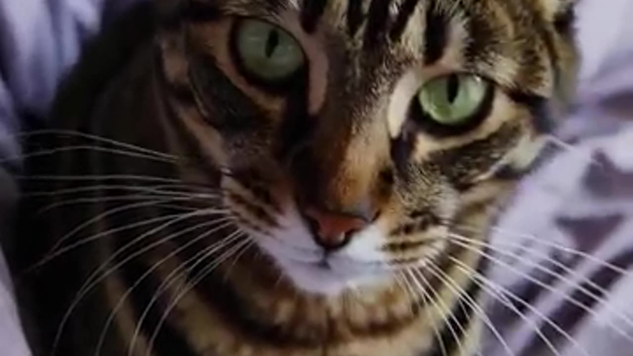 Cuteness Overload: Meet the Cuddliest Kittens of 2025! πΎπ»β¨006