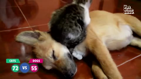 hilarious-cat--dog-video-compilation---cats-vs-dogs