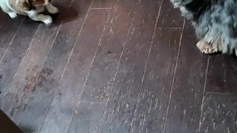 Goofy Puppies