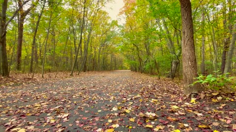 Autumn Leaves Falling/Blowing From Trees on a Windy Fall Day