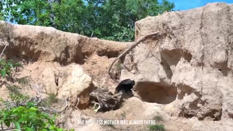 Rooster Shows The Eagle Who’s The Boss