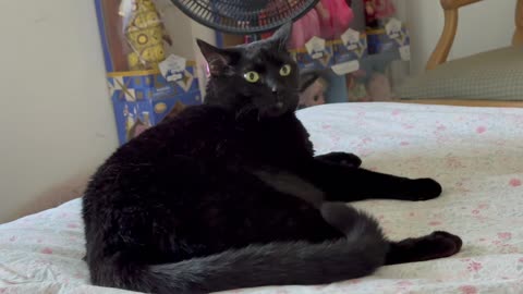 Cute Precious Piper Wakes Up in the Morning - My Adopted Shelter Cat Vlog