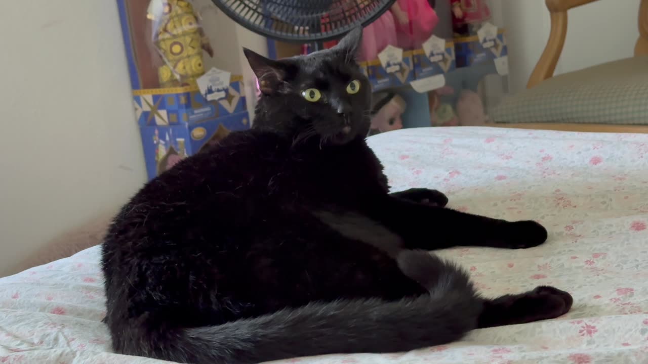 Cute Precious Piper Wakes Up in the Morning - My Adopted Shelter Cat Vlog
