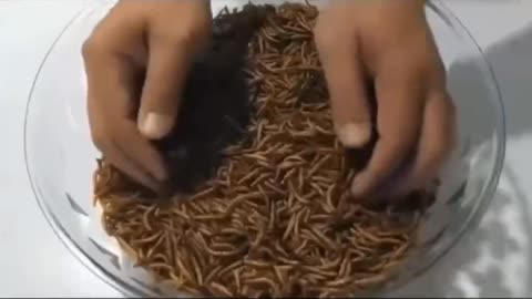 The Agenda - 2025 (trailer)