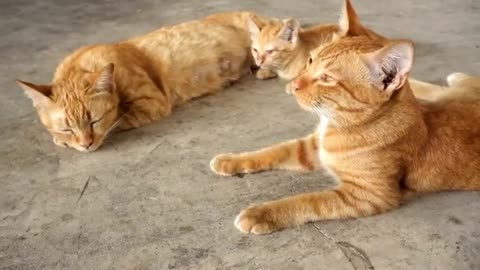 Cats in Motion: Graceful Poses and Majestic Movements