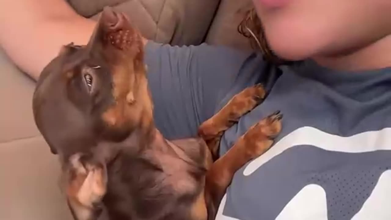 Talkative Pinscher Puppy