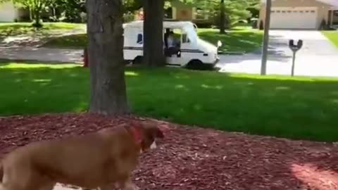“When the Mailman Becomes Your Dog’s Favorite Person 😍🐕📬”#DogBestFriend 🐶💖 #MailmanLove 💌😂 #HappyDog