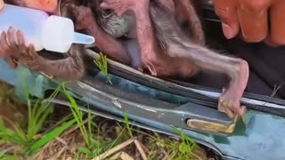 Rescue the poor baby monkey…