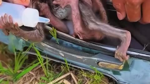 Rescue the poor baby monkey…