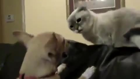 Cat vs Dog (Poor dog)