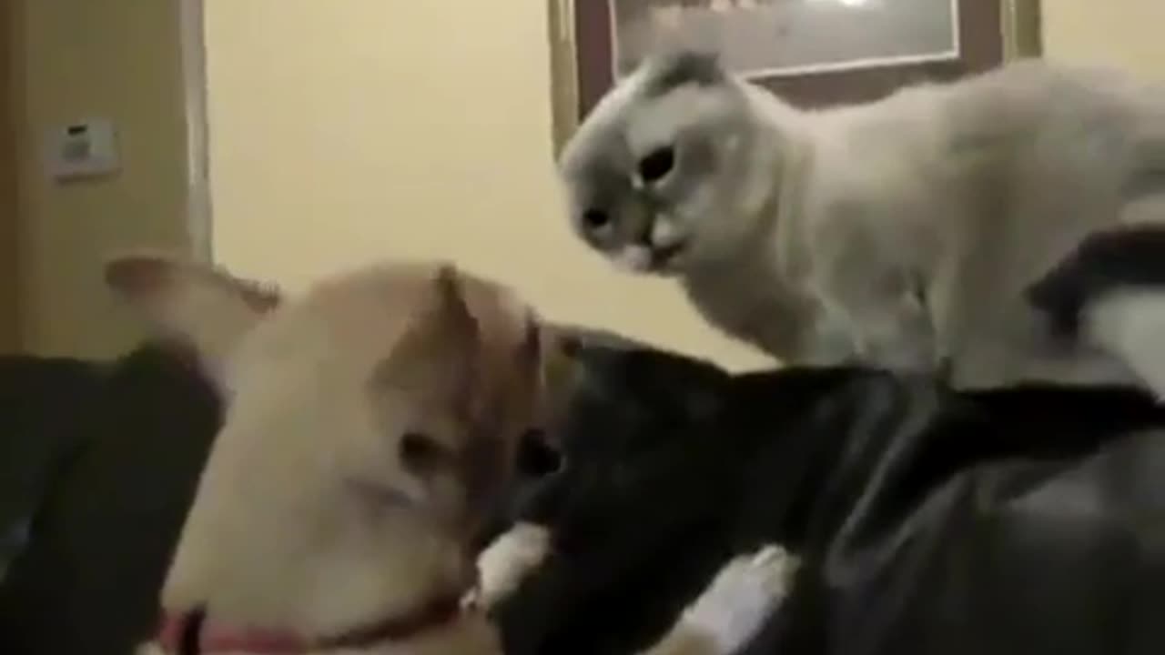 Cat vs Dog (Poor dog)