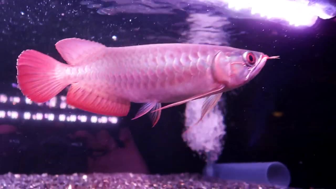 【龍爵士】25公分 翡翠炎龍 (1)