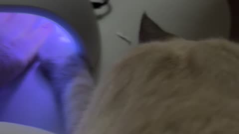 Manicured Cat Needs His Nails Dried