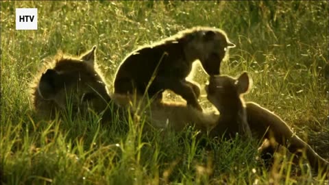 Savage Beauty of the Rainforest