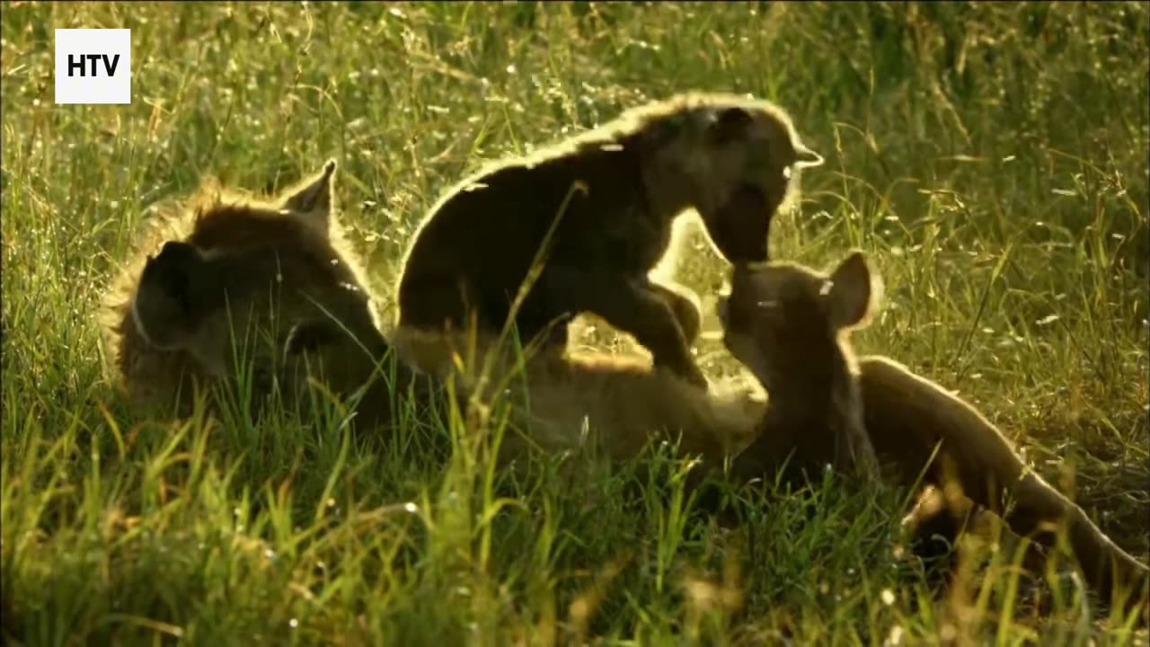Savage Beauty of the Rainforest