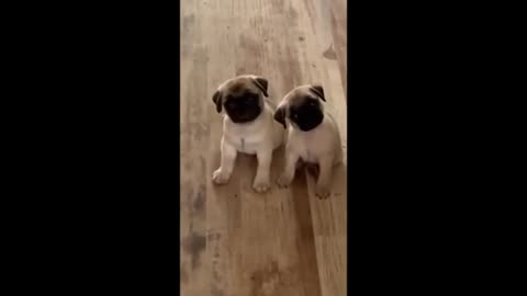 Cyut puppys fanny moments video