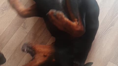 Doberman and sassy dachshund playing