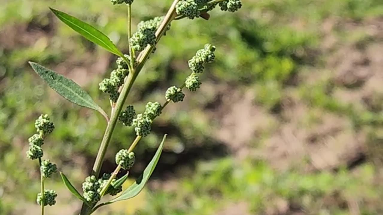 A Carpenter Bee Pollinates a Weed in The Garden A Delphinium Lupine Multi-Campus